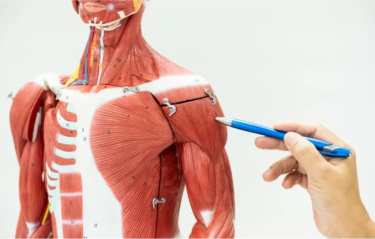 Treinamento de Noções Básicas de Anatomia